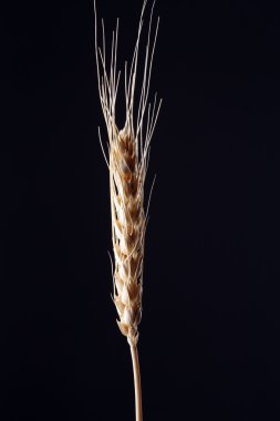 einkorn buğday