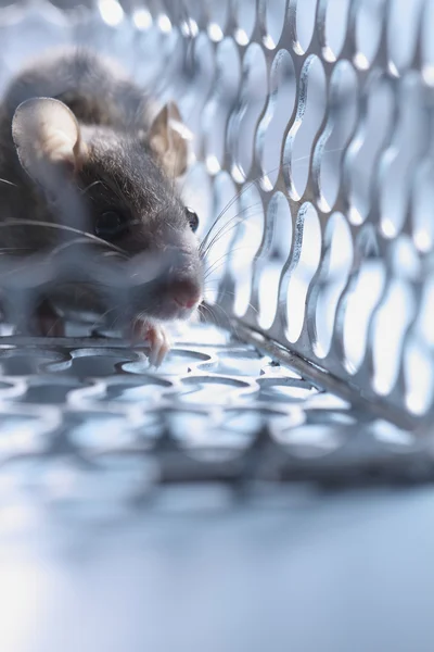 Rat in a cage — Stock Photo, Image