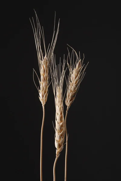 Einkornin vehnä — kuvapankkivalokuva