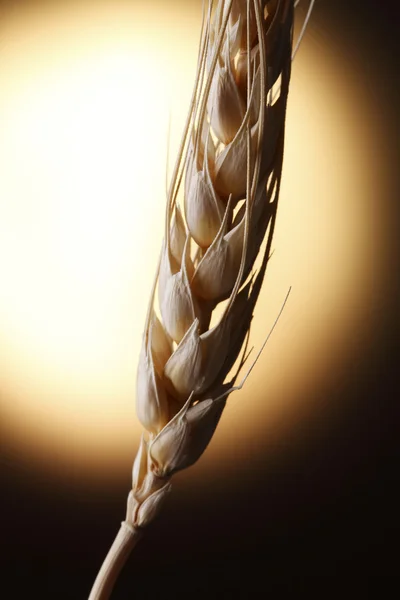 Einkorn wheat — Stock Photo, Image