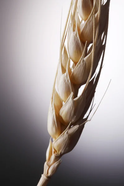 Einkornin vehnä — kuvapankkivalokuva