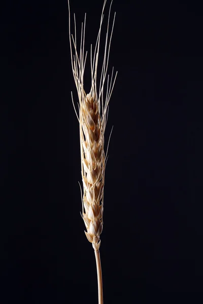 Einkorn wheat — Stock Photo, Image