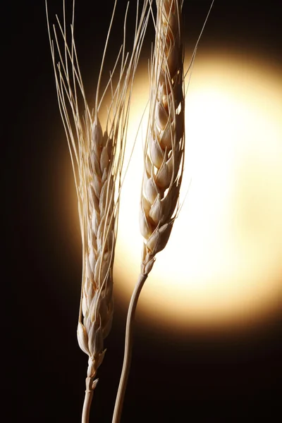 Пшеница Эйнкорна — стоковое фото