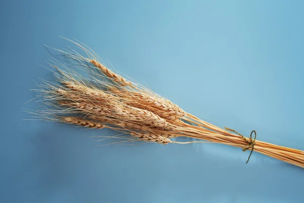 Пшеничные снопы — стоковое фото