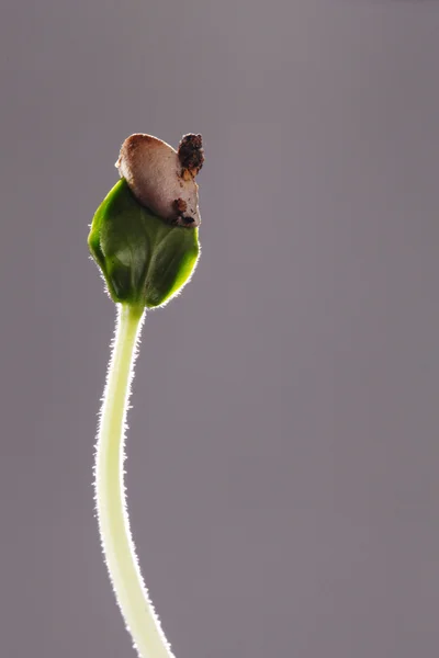 Yeni Yaşam — Stok fotoğraf