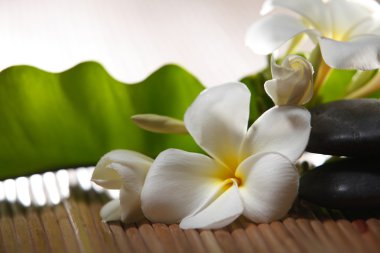 Beyaz plumeria