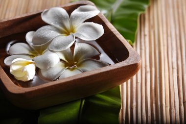 Frangipani çiçeği