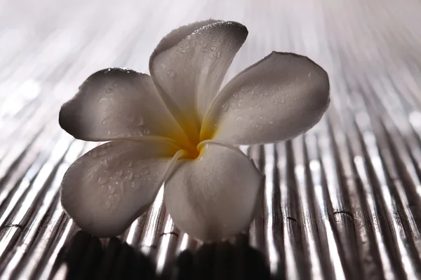Frangipani çiçeği — Stok fotoğraf