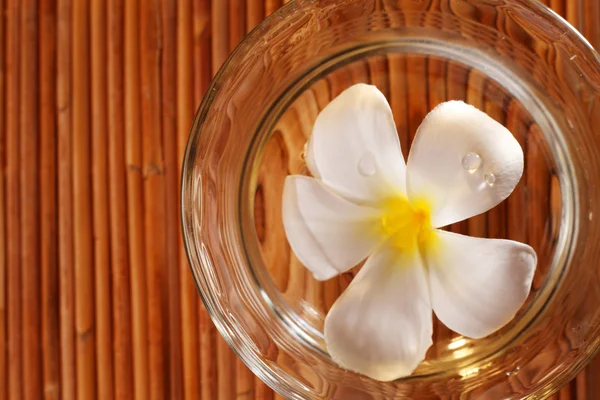 Frangipani blossom — Stock Photo, Image