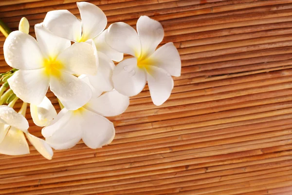 Flor de frangipani — Fotografia de Stock