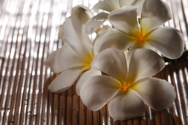 Frangipani blossom — Stock Photo, Image