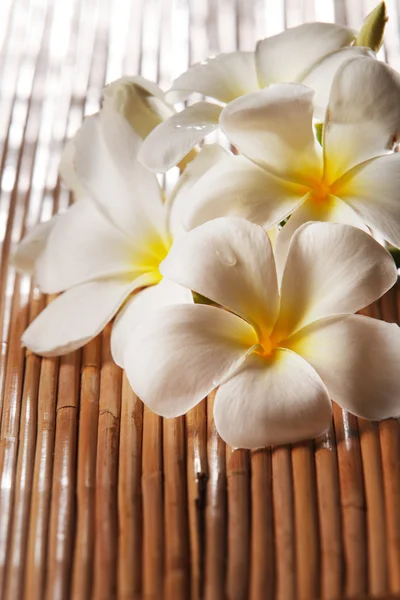 Flor de frangipani — Fotografia de Stock