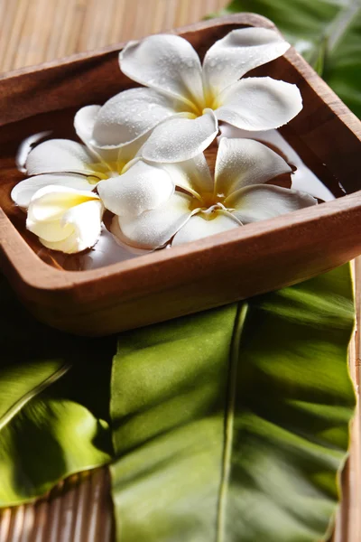 White plumeria — Stock Photo, Image