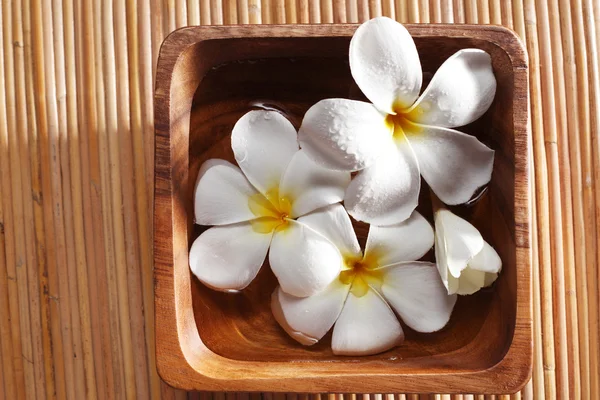 Flor de frangipani — Fotografia de Stock