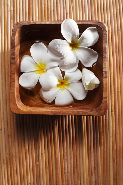 Frangipani blossom — Stock Photo, Image