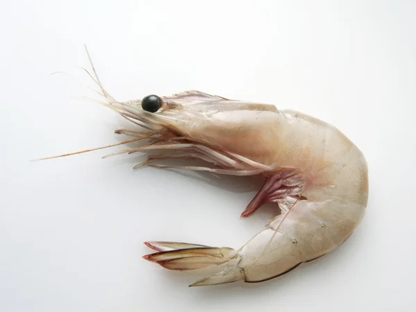 Fresh prawn — Stock Photo, Image