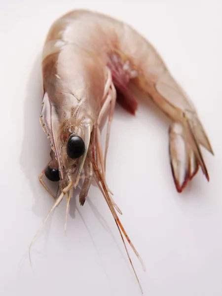 Fresh prawn — Stock Photo, Image