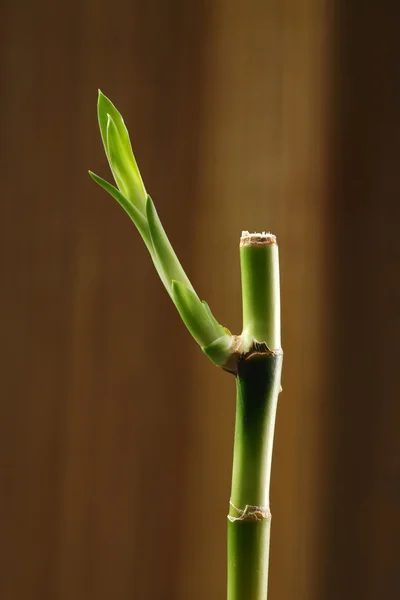 Bambu. — Stok fotoğraf