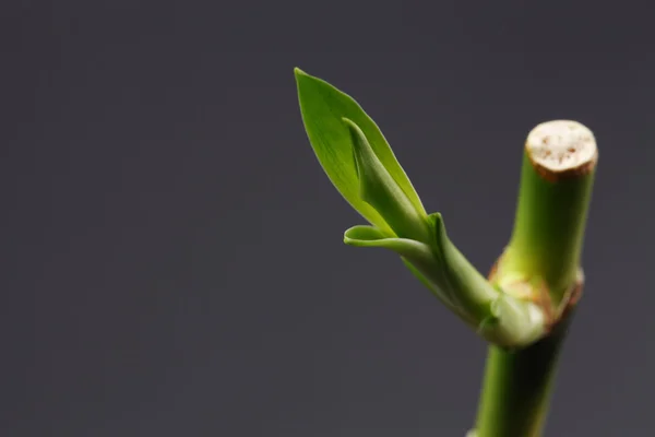 Bambu. — Stok fotoğraf