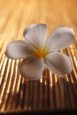 Frangipani çiçeği