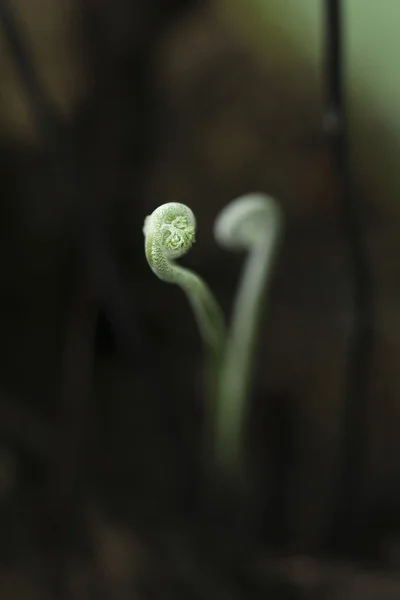 Fern orman — Stok fotoğraf