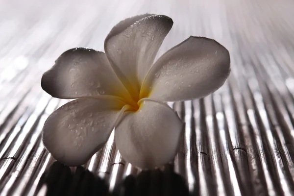 Frangipani çiçeği — Stok fotoğraf
