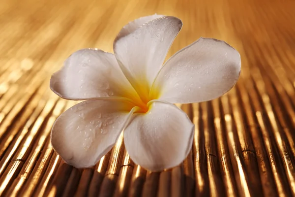 Flor de frangipani — Fotografia de Stock