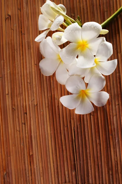 Flor de frangipani — Fotografia de Stock