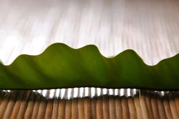 Leaf — Stock Photo, Image