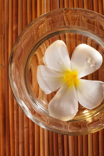 Flor de frangipani — Fotografia de Stock