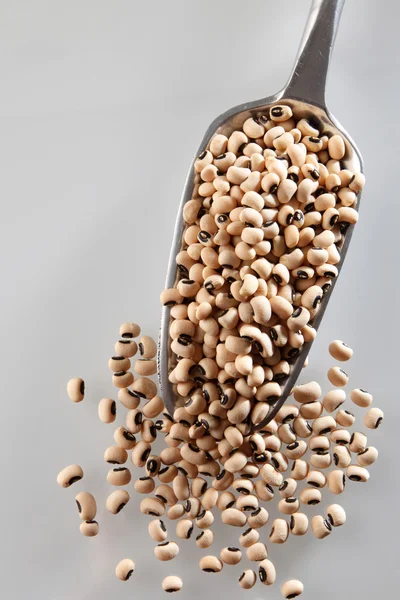 Dried black-eyed beans — Stock Photo, Image