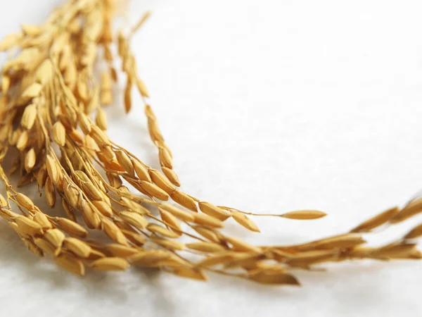 Собран урожай риса — стоковое фото