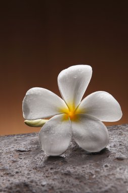 Frangipani çiçek
