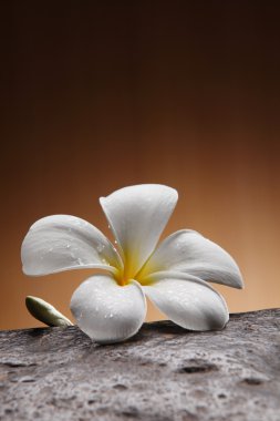 Frangipani çiçek