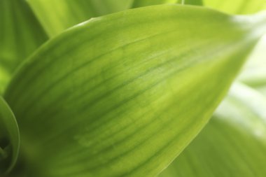 Bambu yaprak
