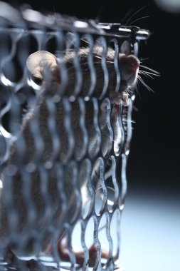 kafes içinde sıçan