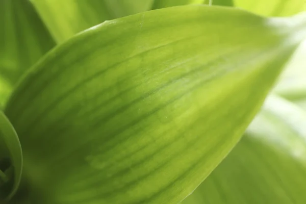 Bamboo leaf — Stock Photo, Image