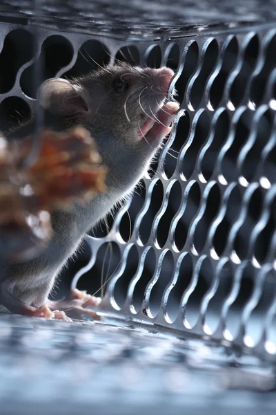 Rat in the caged — Stock Photo, Image