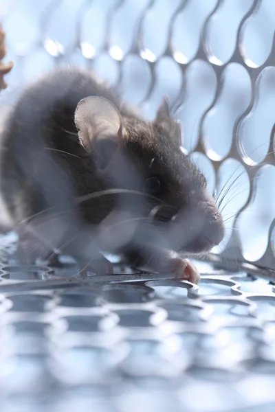 Rat in the caged — Stock Photo, Image