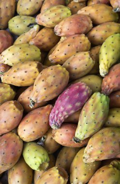 Hint inciri (Opuntia phaeacantha) Satılık