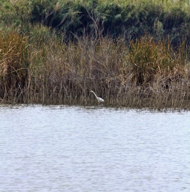 biviere göl, büyük beyaz balıkçıl