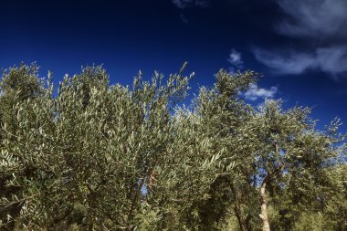 Malta Adası, gozo, kırsal, zeytin ağaçları