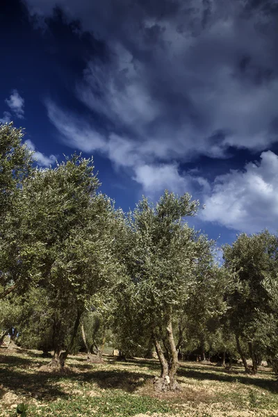 Malta Island, Gozo, countryside, olive trees — Stock Photo, Image