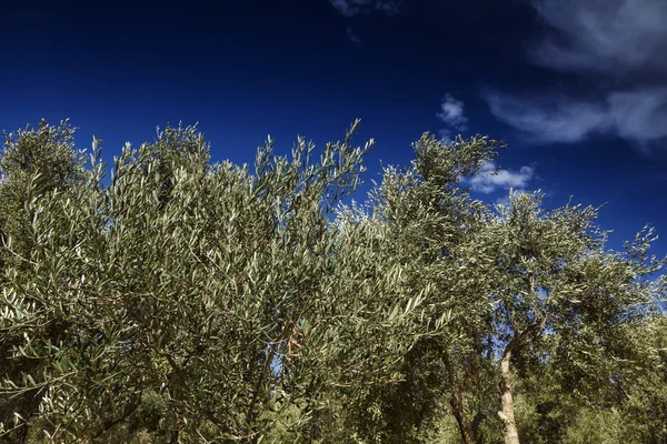 Wyspa Malta, gozo, wsi, drzewa oliwne — Zdjęcie stockowe