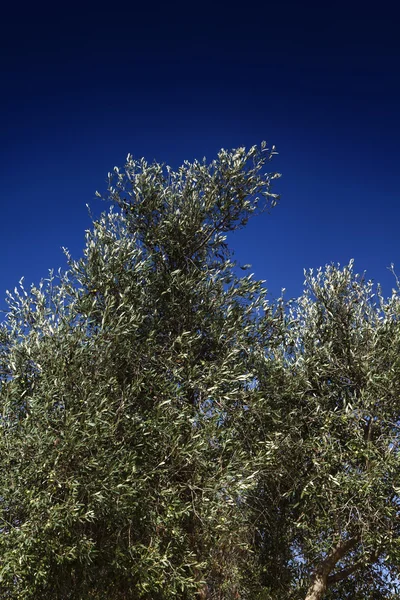 Malta Island, Gozo, countryside, olive trees — Stock Photo, Image