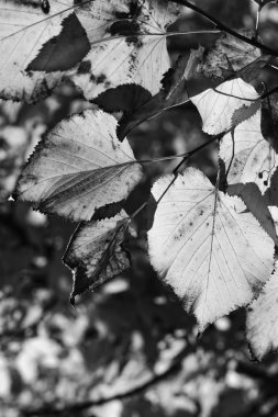 Sonbahar ağacı yaprakları