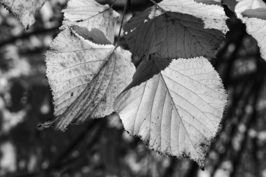 Sonbahar ağacı yaprakları