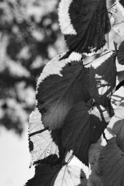 Sonbahar ağacı yaprakları