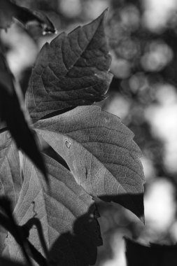 Sonbahar ağacı yaprakları