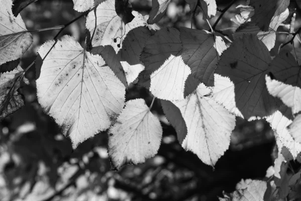 Folhas de árvores de outono — Fotografia de Stock
